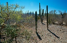 Revier Baja California